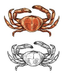 Crab sketch, seafood menu and sea fishing