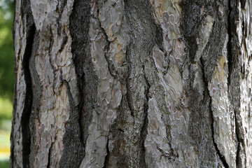 Close up view of bark of pinus negra tree, pinaceae family.