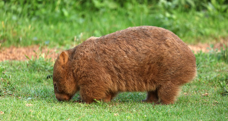 Wombat beim Grasen