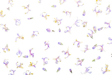 Texture of delicate purple flowers of fresh rosemary and green. Isolated on white background.