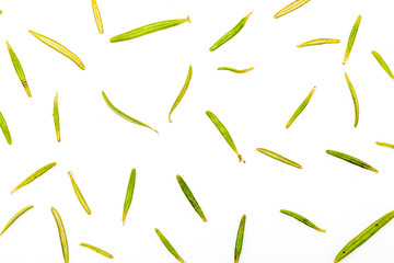 Texture of fresh rosemary and green leaves. Isolated on white background.