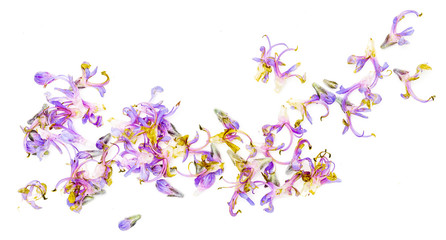 Fototapeta na wymiar Fresh rosemary and green leaves with delicate purple flowers. Isolated on white background.