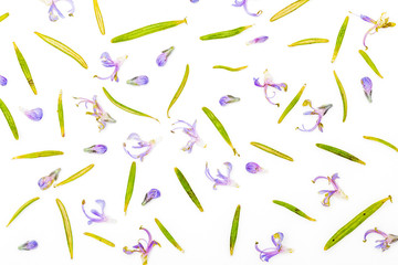 Texture of fresh rosemary and green leaves with delicate purple flowers. Isolated on white background.