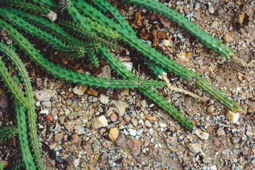 crawling jungle cacti