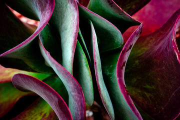 close up of a desert rose paddle