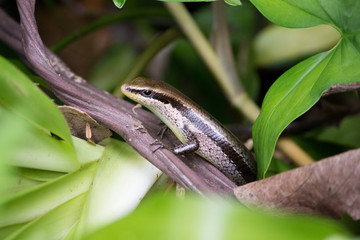 Black spotted skink (Copeoglossum nigropunctatum) in brazilian forest