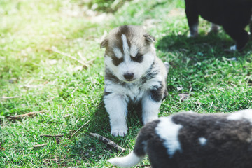 white dog in the green grass