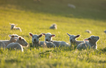 cute little lambs on fresh green meadow