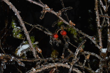 frozen water drops on a branch