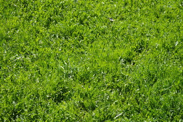 green grass background