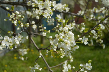 Obraz premium white flowers of apple tree in spring