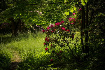 in rhododendron park