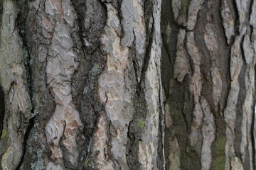 Fototapeta premium Close up view of bark of pinus negra tree, pinaceae family.