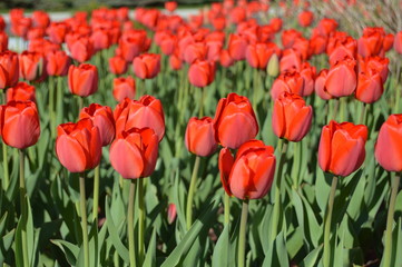 Obraz premium field of red tulips