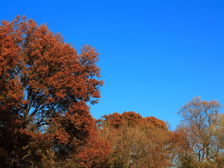 Fall Colors - Autumn trees in fall colors with a deep blue sky.