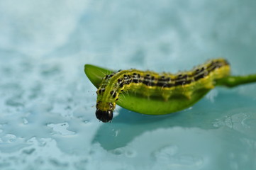 cydalima perspectalis green boxwood caterpillar next to a leaf on blue background