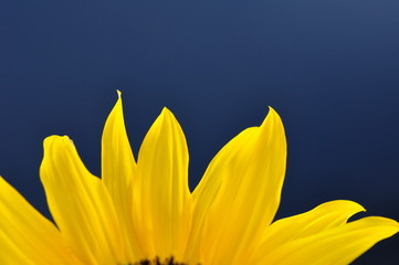 yellow blossom part and detail of a sunflower on deep dark blue background