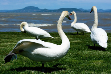 Swans at Lake Balaton, Hungary