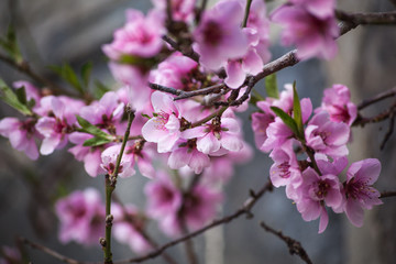 Fototapeta na wymiar blooming cherry tree