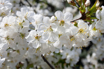 Białe kwiaty wiśni
