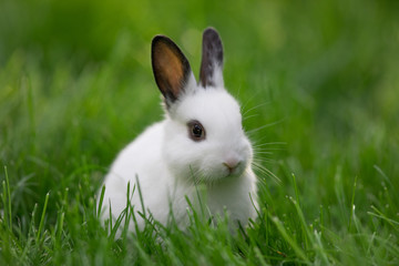 little funny white rabbit on lawn grass