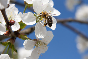 Pszczoła na kwiecie wiśni na tle błękitnego niaba