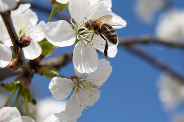 Fototapeta Pszczoła na kwiecie wiśni obraz