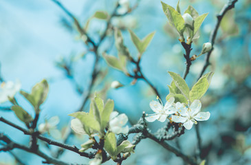 Spring flowers. Cherry blossoms over blurred nature background. Spring Background.