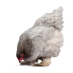 Nice blue Brahma hen, standing side ways. Isolated on white background. Head down looking for food...