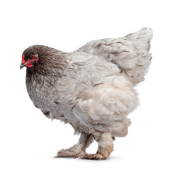 Nice blue Brahma hen, standing side ways. Isolated on white background. Head slightly tilted.