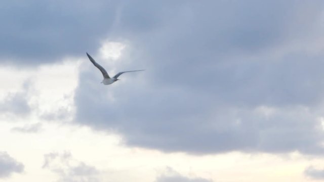Seagull flying in the air on cloudy sunset sky background, freedom concept. Stock. Beautiful white bird soaring over the clouds.