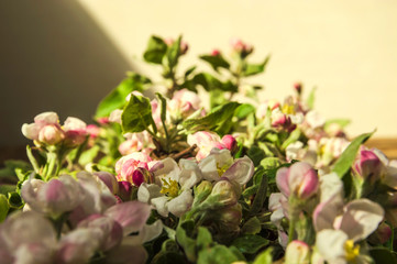 background of flowers and buds of apple tree.
