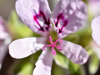 Closeup on the pink flower of a Pelargonium crispum the lemon-scented geranium