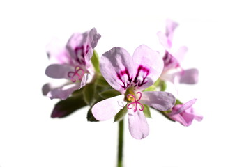 Fototapeta na wymiar Closeup on the pink flowers of lemon-scented geranium on white background
