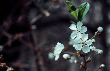 Spring flowers. Cherry blossoms over blurred nature background. Spring Background.