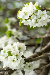 Spring flowers. Cherry blossoms over blurred nature background. Spring Background.