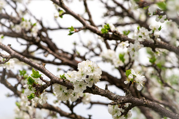 Cherry branches with white flowers, spring bloom, background.