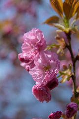Cherry Blossoms in Spring Lake