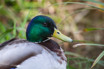 duck on a background
