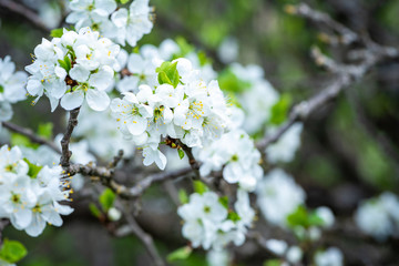Cherry branches with white flowers, spring bloom, background.