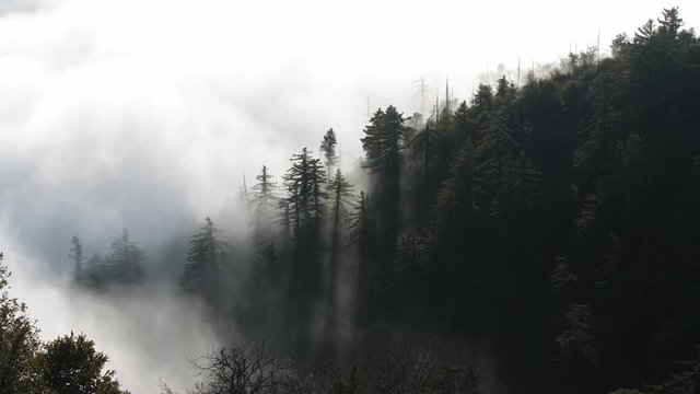Timelapes of clouds in the trees