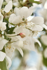 Naklejka na ściany i meble Macro detail of Spring, white cherry blossom flowers growing on tree branches
