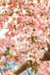 Macro detail of Spring pink cherry blossom flowers closeup.  Prunus