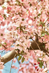 Macro detail of Spring pink cherry blossom flowers closeup.  Prunus