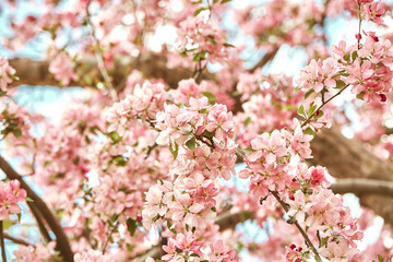 Obraz premium Macro detail of Spring pink cherry blossom flowers closeup. Prunus