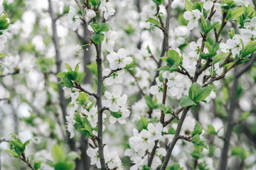 Cherry branches with white flowers, spring bloom, background.