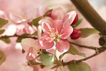 Fototapeta na wymiar Macro shot of spring pink cherry blossom flowers, growing on tree branches. Prunus