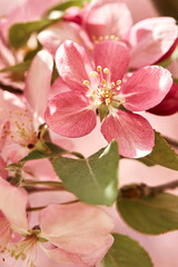 Fototapeta na wymiar Macro detail of Spring pink cherry blossom flowers closeup. Prunus