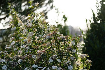 spring in parck