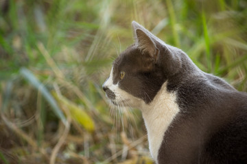 Gray cat hunting in the garden